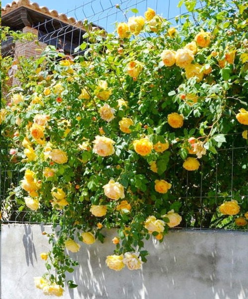 两种月季，哪种梗适合种植？