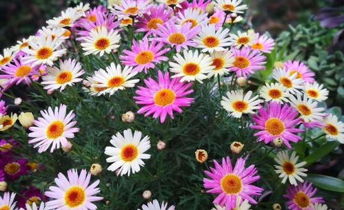 北方阳台养非洲菊， 选对品种是关键