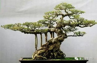 配土技巧：松树特点灵活运用