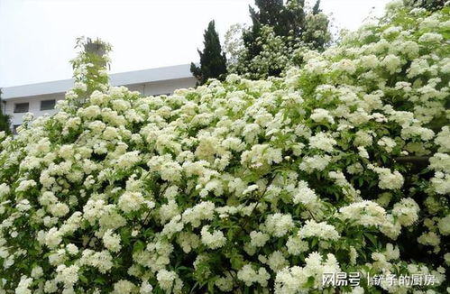 山上的花儿，开得漂亮