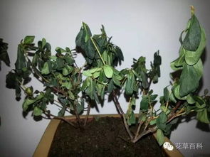 蓝雪花叶子发蔫怎么办？有哪些养护技巧可以救活