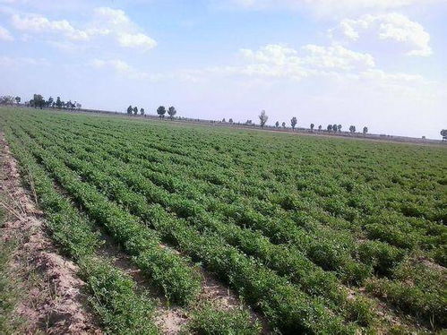 北方冬天保护小区露天植物的小窍门