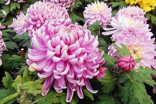 摘心摘心， 让菊花花蕾营养梗充足