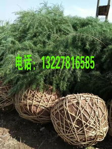 阳光与土壤：确保松树快速生长的必备条件