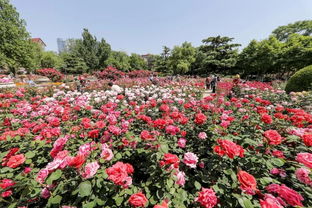 巴彦淖尔月季风情， 花海中漫步