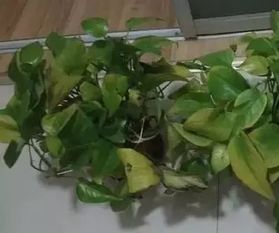 玫瑰花误打除草剂后如何有效挽救受损的玫瑰花？