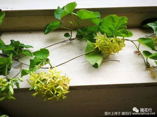 荇菜：生存智慧的代表