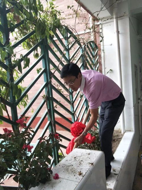 三角梅，寓意坚韧不拔