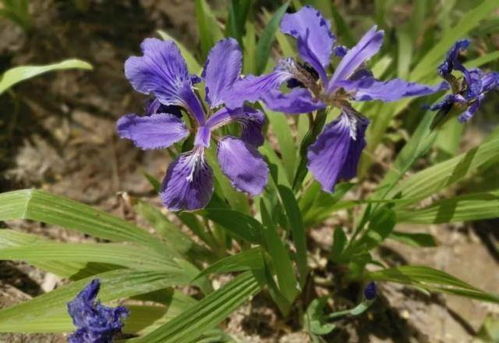 地丁花的盛开季节揭秘