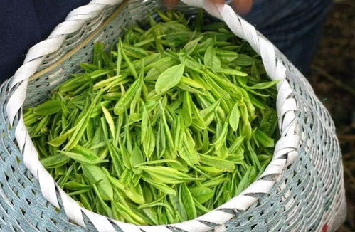 龙井山茶叶价格一览：牧场物语消闲茶每公斤售价揭晓