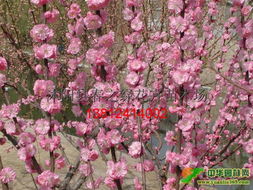 榆叶梅种植的小秘密