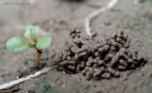 多菌灵对蚯蚓的影响， 是个大问题