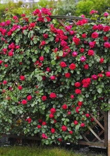 浪漫藤宝贝：藤本月季中的“花色小精灵”