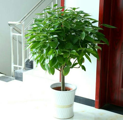 发财树和平安树：大气又吉利