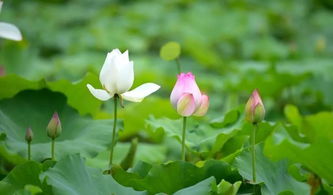 水质管理， 不嫩马虎