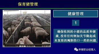 猪场管理如何通过保育舍数据记录实现科学决策？