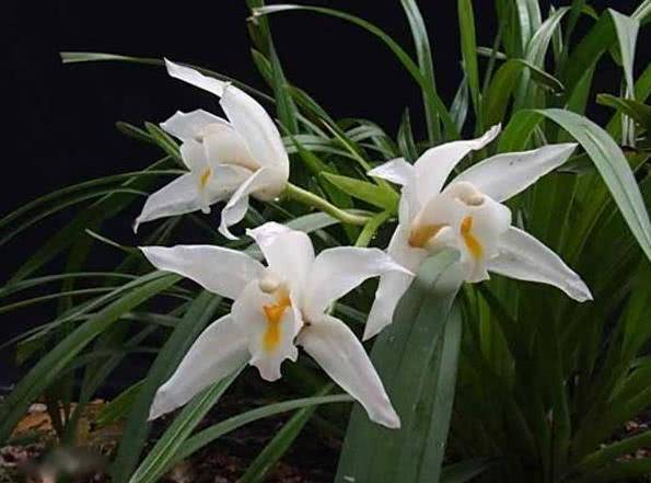 保护心脑血管功效: