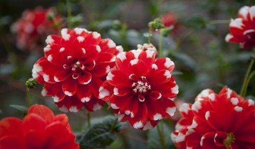 探寻花花藤根的奥秘