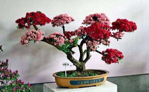 杜鹃花造型入门篇：打造独特风情的花艺宝贝