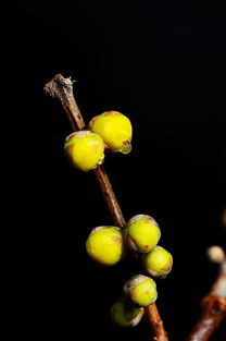 冬季腊梅的施肥技巧