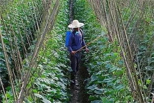 药剂施用：注意事项