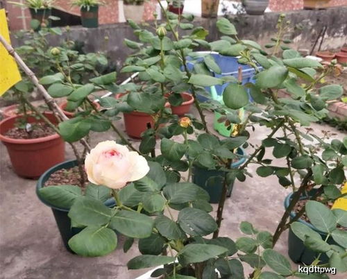 月季打顶技巧，春季必看！快速开花秘诀