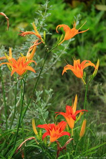 种植大花萱草的烦恼与快乐