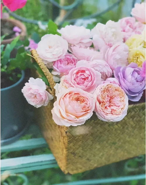 杜鹃花，为何成为我国象征