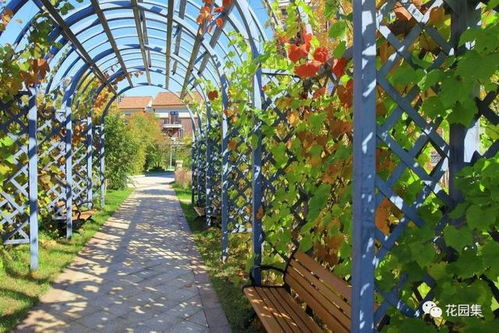 黑色植物的虫害问题