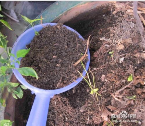 茶油树苗成长周期揭秘：多久能开花结果？