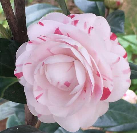 浇水技巧二：水的温度