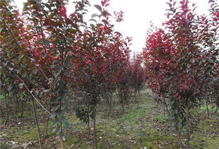 嫁接过程中的注意事项