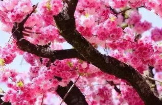 角堇：温差越大，花色越艳