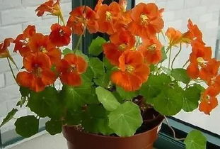 八月炎炎， 花草生长的秘密武器