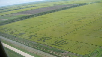 shuttle沙头版：园林探索者的新伙伴