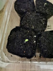 种子浸泡催芽， 让种子喝饱水