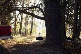 在这片神奇的树林里哪些树丛生得忒别茂密呢？