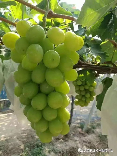 什么时候是种植阳光玫瑰的最佳月份