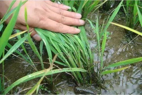 替代甲霜灵的四大方案揭秘， 作物病害防治新选择亮相