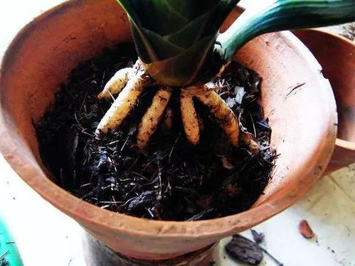 第一步：模拟原生环境， 让月季误以为从未移动过