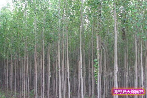 二、不同地区的杉树价格有啥区别？