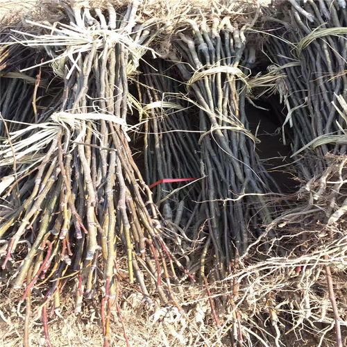 如何科学有效地培育铁树苗，提高其成活率和生长速度？