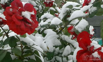 雪中的月季花：如此傲然绽放， 依旧散发着迷人的芳香