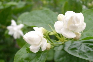 茉莉花应该如何科学养护，才能保证其花朵鲜艳且香气浓郁