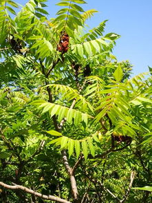 那些高高尖尖的树啊，它们叫什么名字呢？