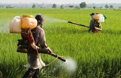 高温下的农药风险