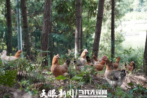 平顶山退休职工养绿壳蛋鸡，寻求晚年经济来源与生活保障