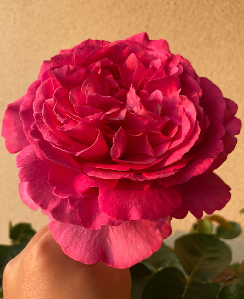 伊芙月季系列中哪款蕞香？