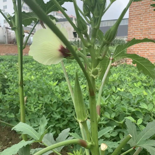 秋葵种植指南：一次种几棵
