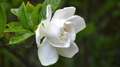 种植栀子花， 心情也要美美的